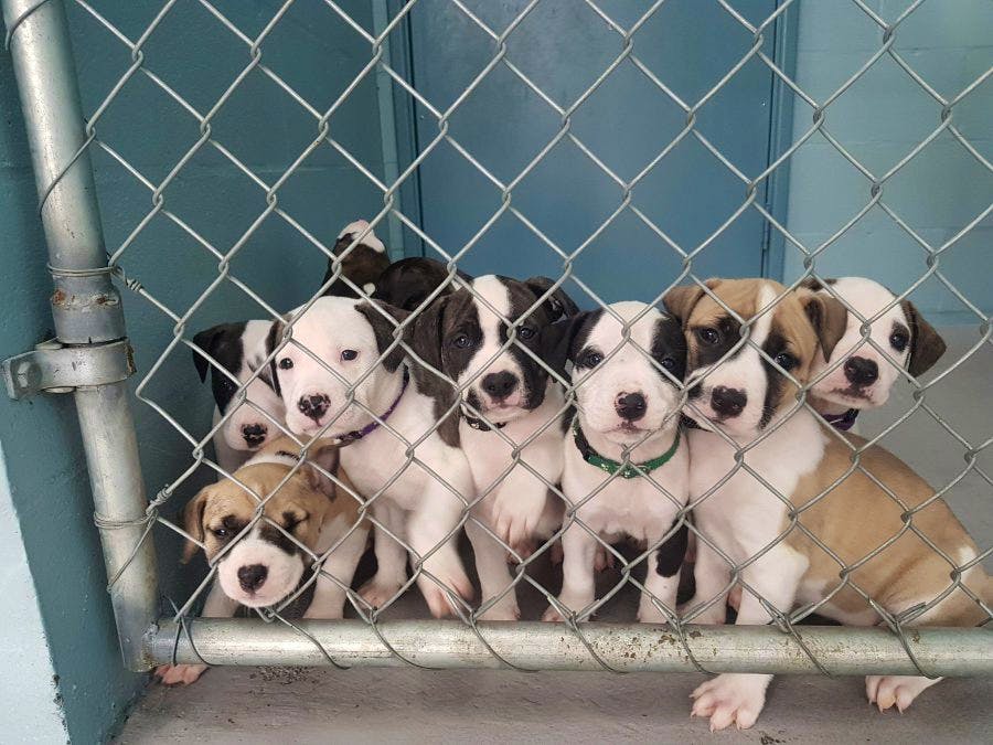 Puppies – Dogs' Refuge Home