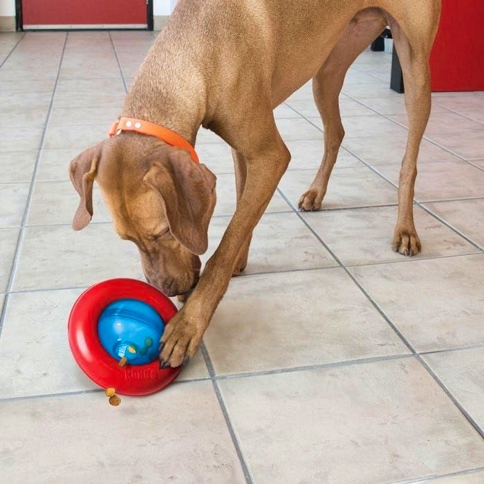 Petbarn kong clearance