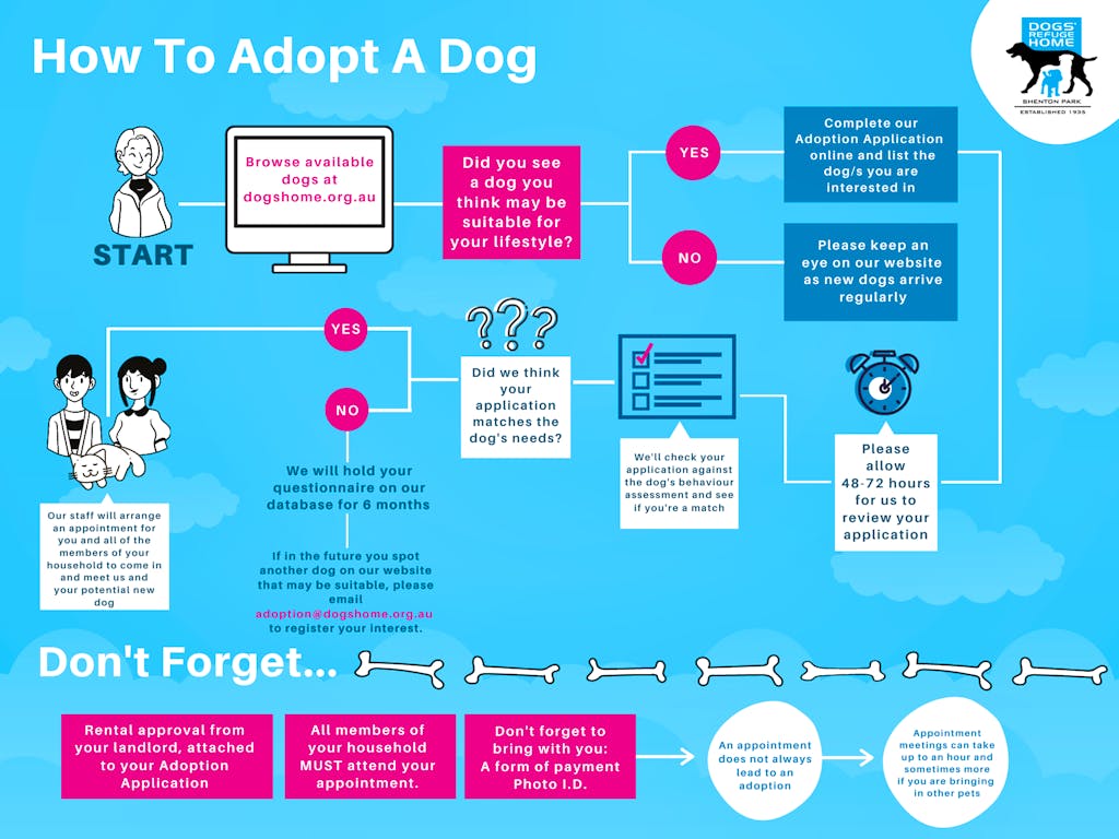 the-adoption-process-dogs-refuge-home