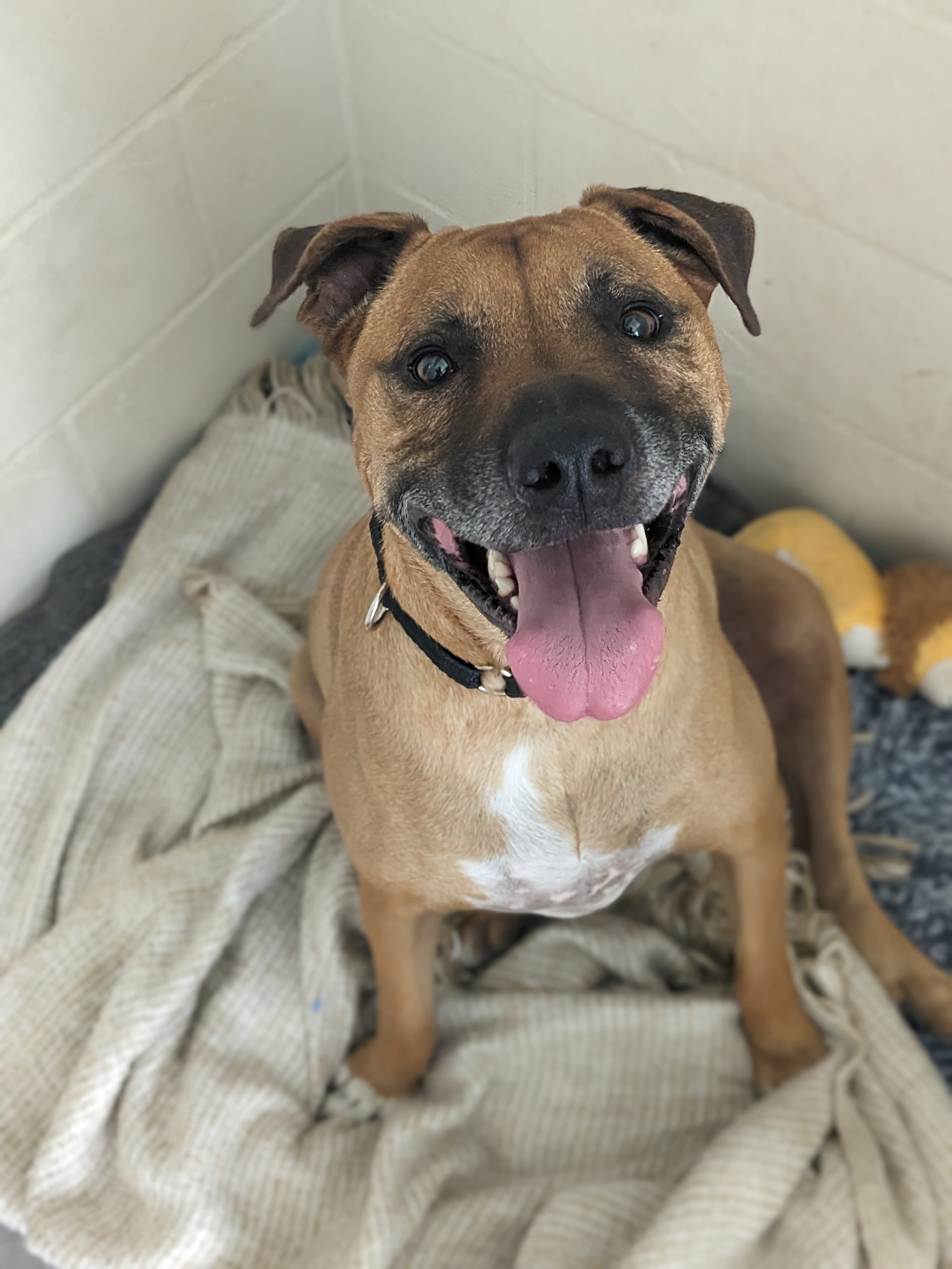 Romeo Dogs Refuge Home